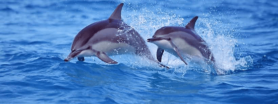 Ferguson, departs the fernandina beach marina daily. Qg2lcpguobk3 M