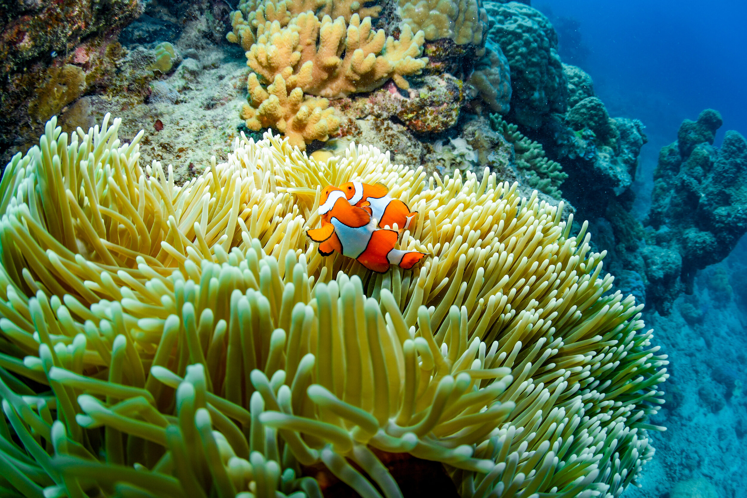 The city of cairns is promoted as the best place in australia for visitors to see the great barrier reef, as it is strategically located near the most prime . The Great Barrier Reef Cairns Ii The Face Of Destinations