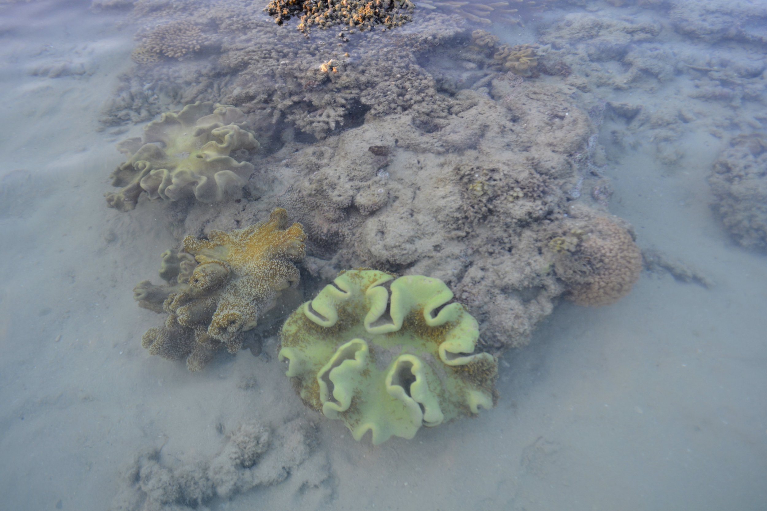 View our range of dock & bay online. Whitsunday Islands Rachiepie