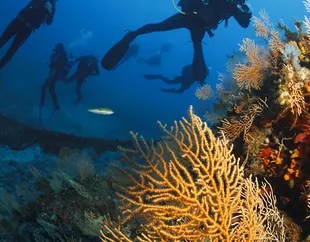 Popular destinations for liveaboard diving in the caribbean include the bahamas, the cayman islands, cuba, turks and caicos, the british virgin islands, belize . Liveaboard Diving Vacation Expeditions Cruising Catamaran Leopard 47