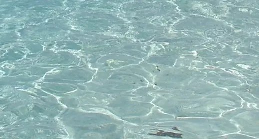 Best time to go on a liveaboard in the bahamas · if one wishes to experience great hammerhead sharks encounters then the best month to dive is from january to . Home Sea Dragon