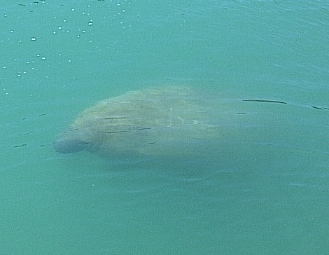 Make your check payable to hideaway bay . Little Gasparilla Island Hideaway Bay Beach Club Manatee Sighting