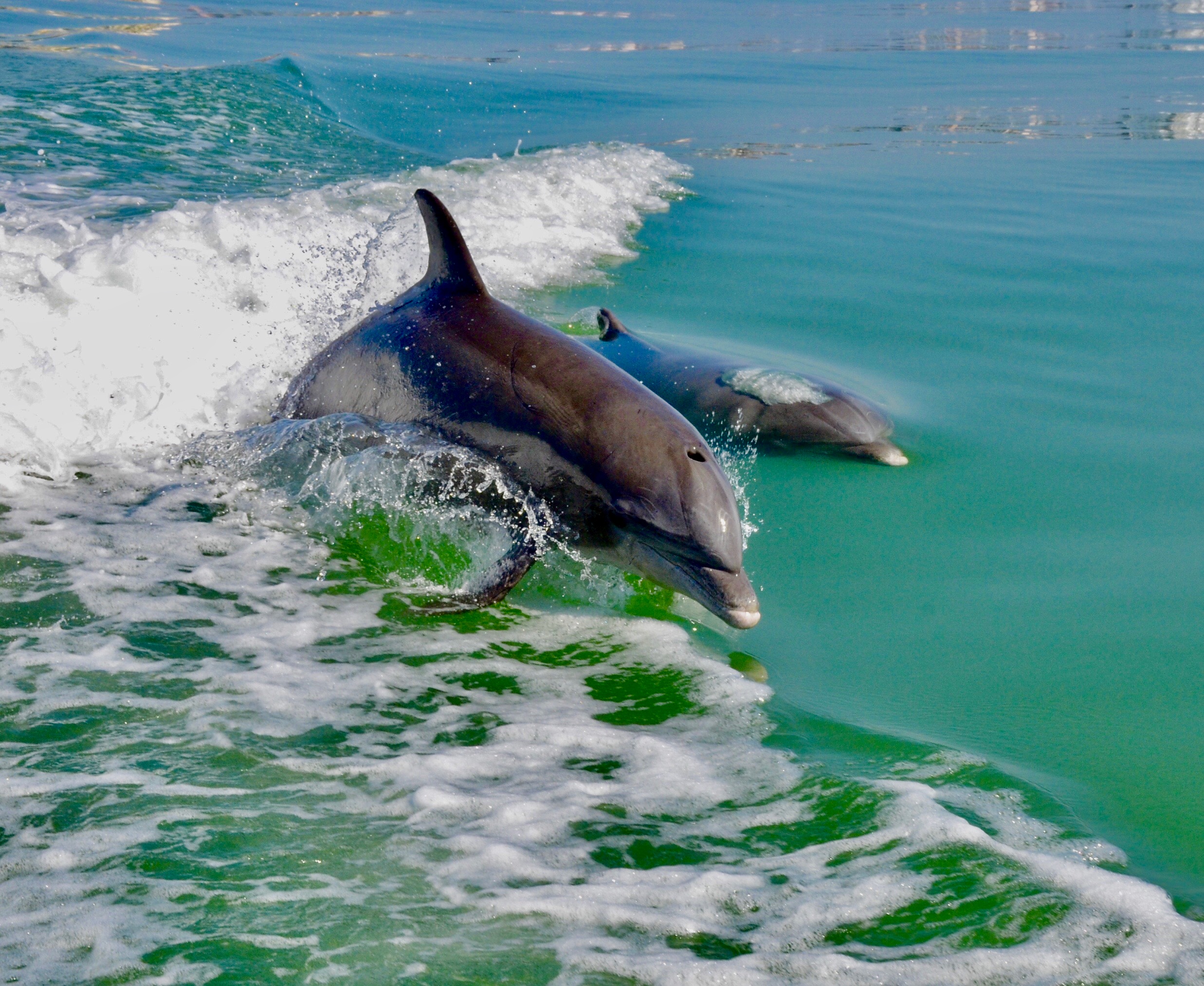 These tours include both short and long journeys that you can work into vacations to incredible destinations in the usa. Eco Endeavors Adventure Boat Tours Around Marco Island Naples And The 10 000 Islands Of South Florida