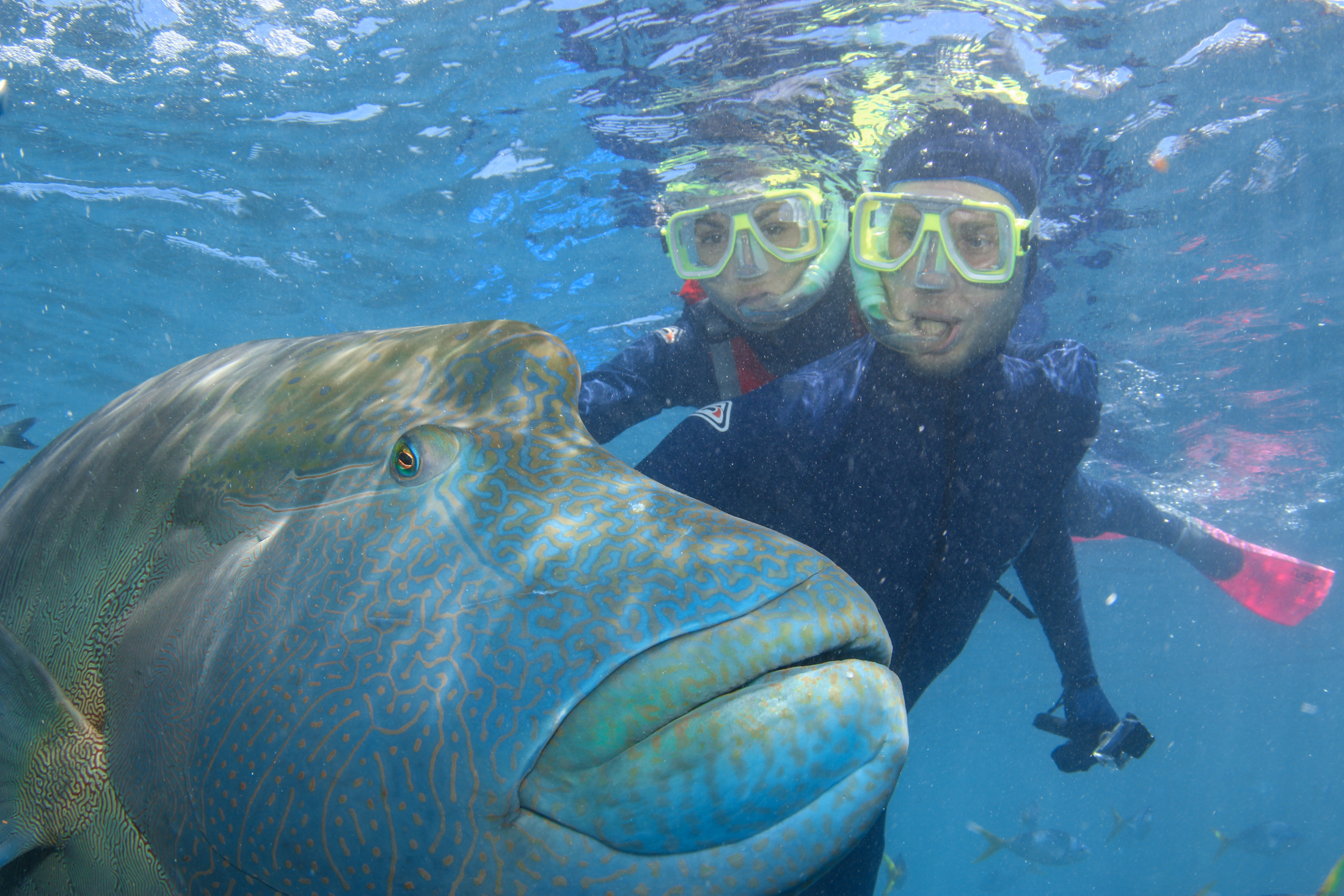 See coral formations that don't exist anywhere else on the planet . Hamilton Island The Whitsunday Islands Luxury Sustainable Travel Blog Journal Of A Jetsetter Post Journal Of A Jetsetter