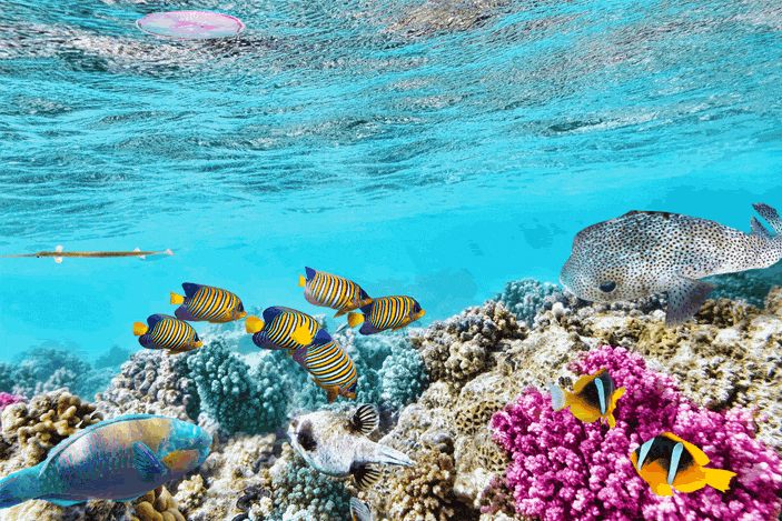 11+ Wonderful Great Barrier Reef Snorkeling Tours Whitsundays&nbsp;Excursion