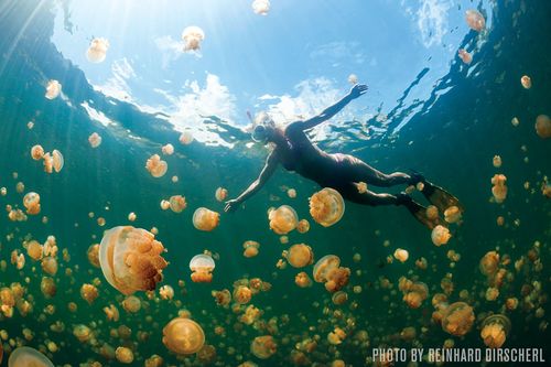 49+ Top Liveaboard Scuba Diving&nbsp;Excursion