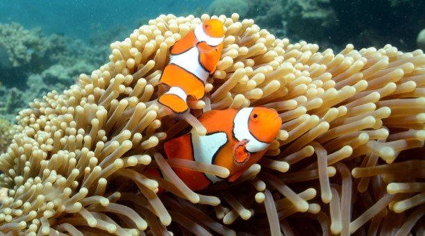 39+ Exploring Best Overnight Tours Whitsundays Holiday