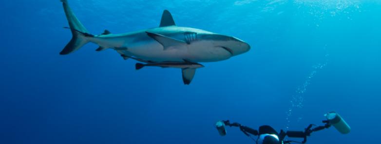 48+ Wonderful Great Barrier Reef Vacation&nbsp;Trip