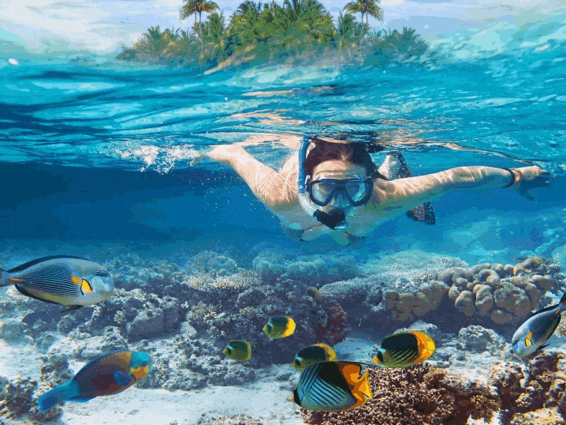 24+ Top Scuba Diving Day Trips Whitsundays&nbsp;Holiday