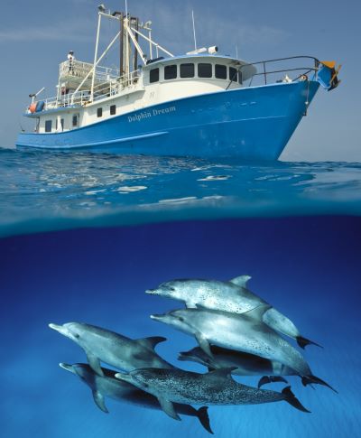 18+ Top Liveaboard Dive Boats Bahamas&nbsp;Trip